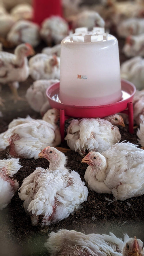 Poulets de chair élevés avec soin dans notre élevage