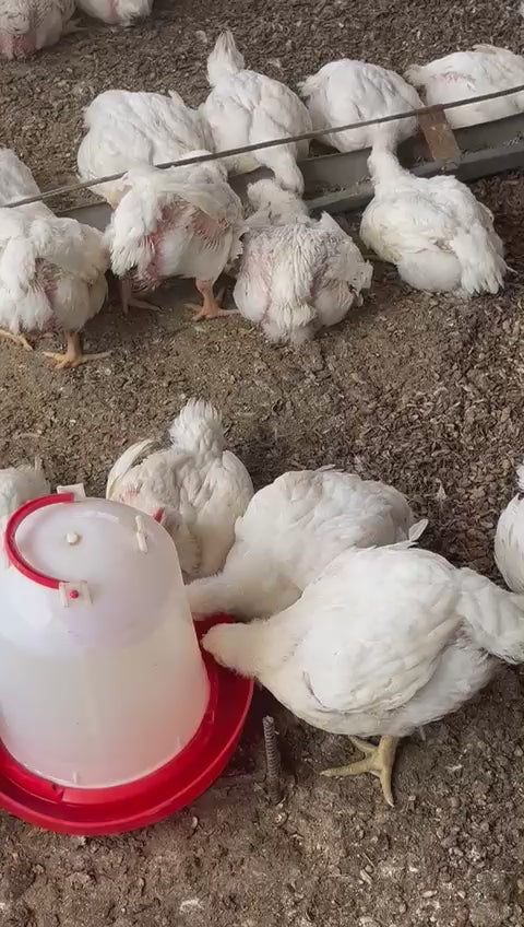 Vidéo montrant l'élevage des poults DG Chicken